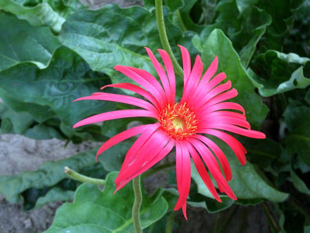 Daisy - flowers, pink, nature, daisy