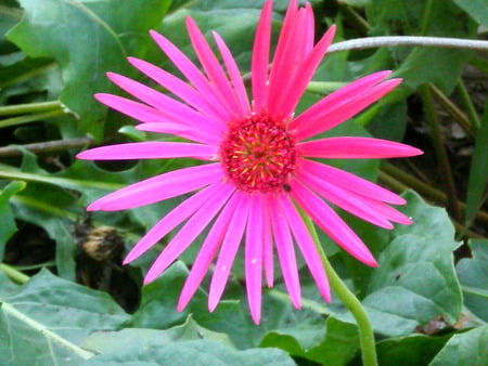 Daisy - flowers, pink, nature, daisy