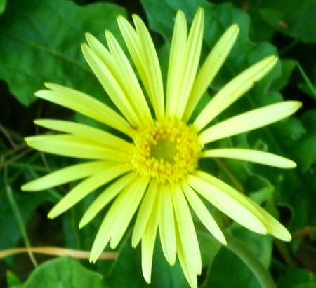 Daisy - daisy, flowers, yellow, nature