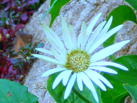 White daisy - daisy, flowers, white, nature