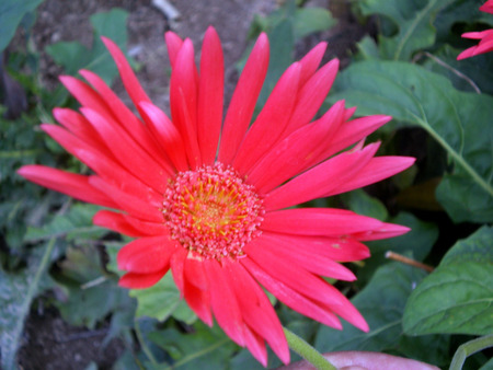 Daisy - nature, daisy, flowers, beautiful