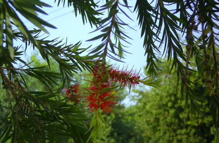 Bottle brush flowers - flowers, bottle brush, nature