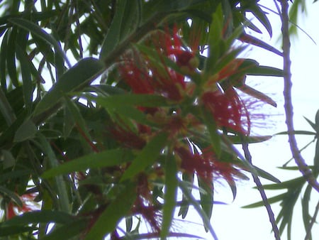 Bottle brush flowers - flowers, bottle brush, nature