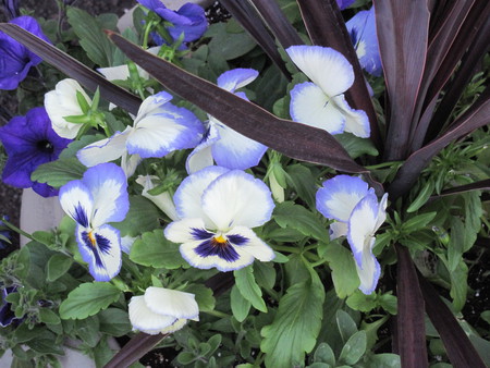 Pansies Flowers 26 in my garden  - brown, photography, pansies, flowers, white, nature, purple, green, Petunias