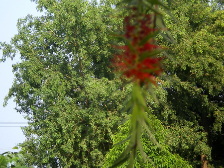 Bottle brush flower - nature, flowers, flower, bottle brush