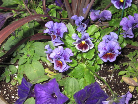 Purple Pansies  - photography, petunias, white, nature, pansy, purple, green, pot, flowers, garden