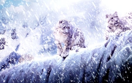 SNOW LEOPARDS in SNOW