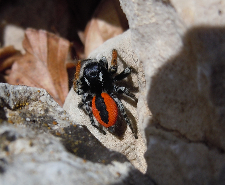 Ragno montano By Riccardo Caldoni - aracnidi, artropodi, montana, fauna, ragni