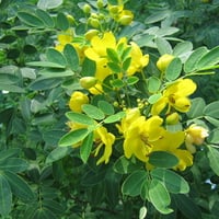 Yellow flowers