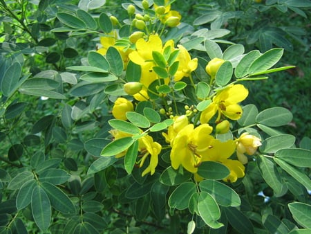 Yellow flowers - flowers, pretty, shrub, yellow, flower