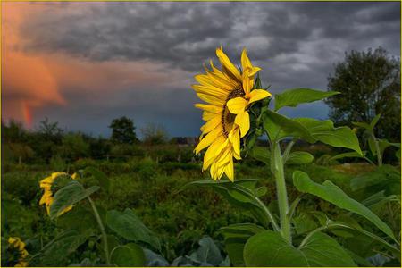 Before a Storm - sky, storm, clouds, field, sunflowers