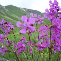 purple-flower