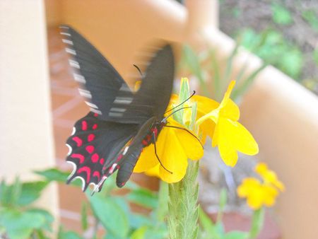 One moment in time... - yellow, forever, butterflies, beautiful, sunshine, love, life, memories, flowers, black, nature, fly, green, wings, deep pink, animals