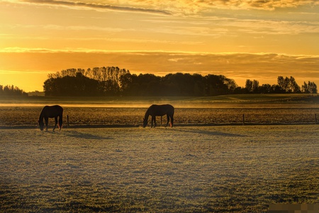 Horses - clouds, image, beautiful, gold, popular, glow, glowing, sunset, horses, field, background, golden, sun, sky, animals