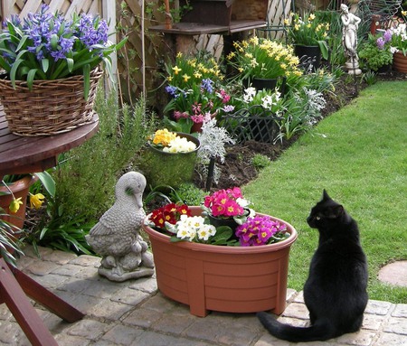 Cat in the garden - cat, feline, grass, garden, kitten, flower