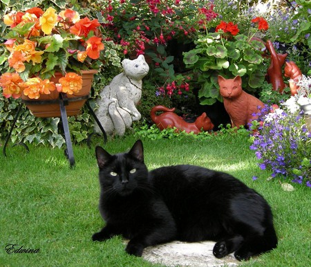 Black cat in the garden - cat, feline, grass, garden, kitten, flower