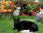 Black cat in the garden