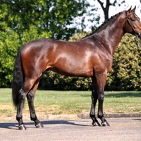 A Horse for my dear Friend Cinzia (the-panter )