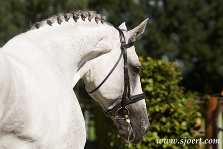 The Horse  Bergamo - pony, horses, gray, bergamo, beayty, animals