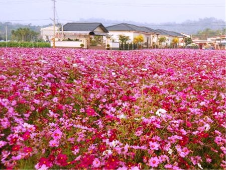 Blooming Flowers - flowers, countryside, pink, red