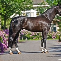 Dutch Approved Stallion Bodyguard