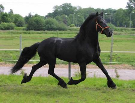 Brandus The Friesian Horse