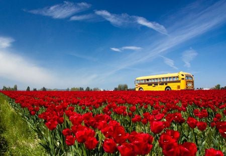 Red Flowers - nature, sky, clouds, red, beautiful, bus, flowers