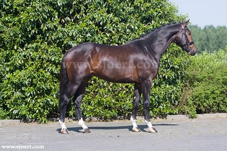 The Horse Broere-Bristol - horses, nature, pony, animals, broere, big, bristol, stallion