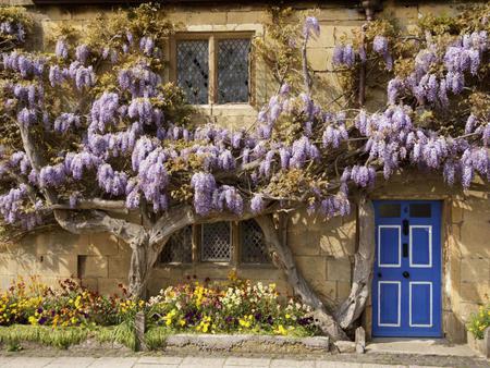 purple flowers - nature, purple, door, flowers, house