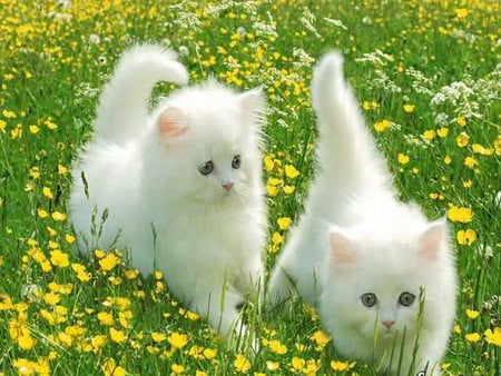 Fluff and buttercups - white, fluffy, kittens, buttercups, green, field