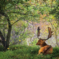 nice deer in forest