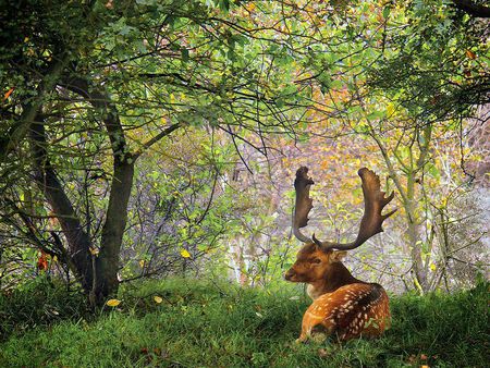 nice deer in forest - nice, nature, trees, forest, animal, grass, deer