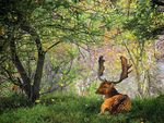 nice deer in forest