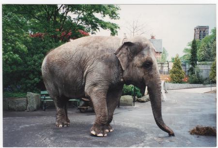 Wendy at Bristol Zoo - zoo, animal, elephant, bristol