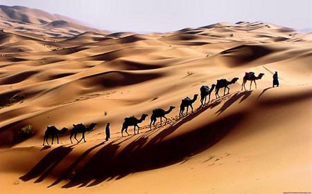 Villager - nice, camel, villager, desert