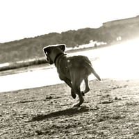 Dog playing fetch on a beach