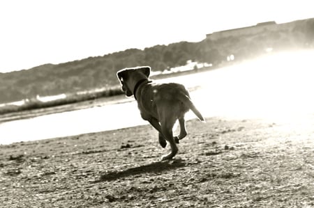 Dog playing fetch on a beach - lake, labrador, beach, dog, water, sunset, fetch