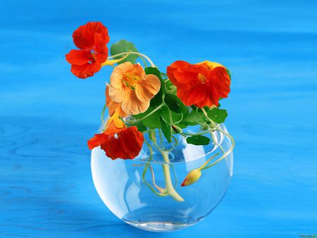 Flower bowl - flower, nature, pretty, petal