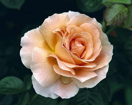 Big rose - nature, petal, pretty, rose, flower