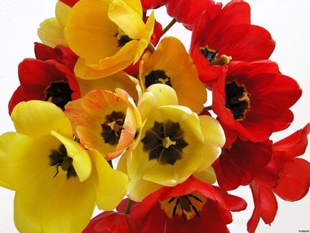 Red and yellow flowers - red, flower, pretty, yellow, nature, petal