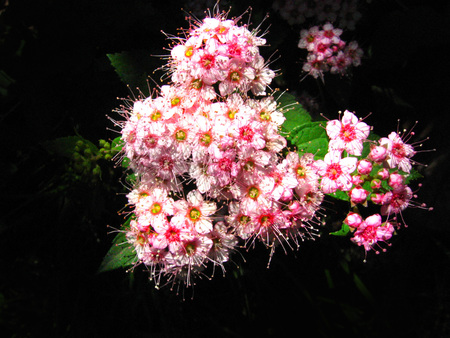 Pink flower bouquet - flower, pretty, pink, nature, petal