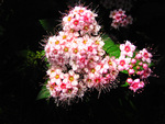 Pink flower bouquet