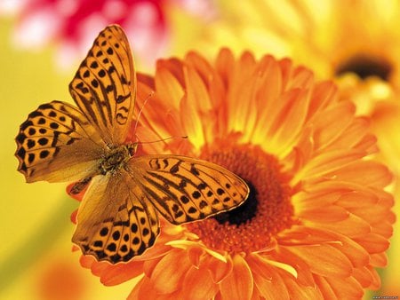 Tiger butterfly on orange flower - flower, butterfly, pretty, oarnge, nature, petal