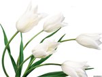 White tulips