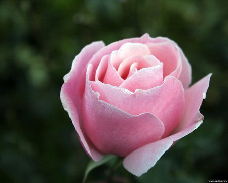 Pink rose - flower, rose, pretty, pink, nature, petal