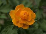 Orange rose