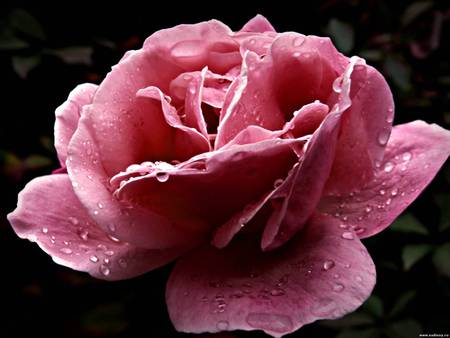 Big pink rose - petal, nature, pretty, pink, rose, flower