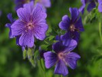 Purple flowers