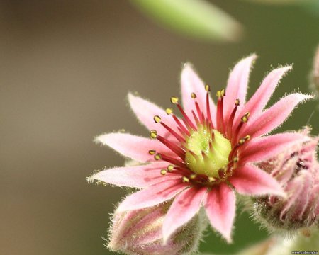 Exotic flower - flower, nature, pretty, petal