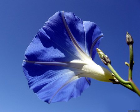 Wild flower - nature, petal, pretty, blue, flower